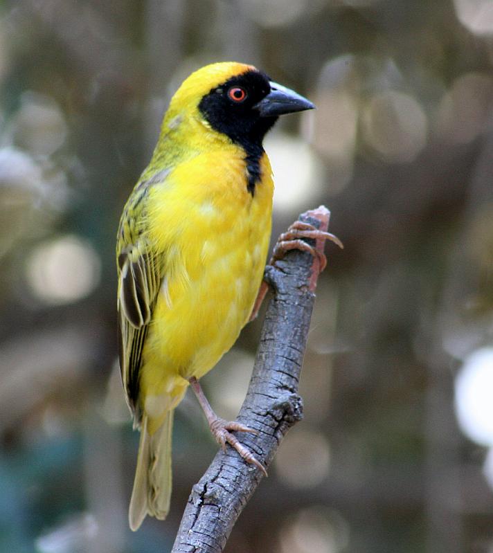 Vrydag 247.jpg - Swartkeelvink mannetjie is besig om sy broeivere te kry.